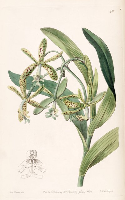 Epidendrum Cristatum (as syn. Epidendrum Raniferum) by Miss Drake